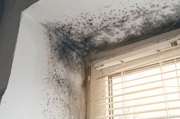 Affordable Mold Remediation solutions in Olivia, NC
